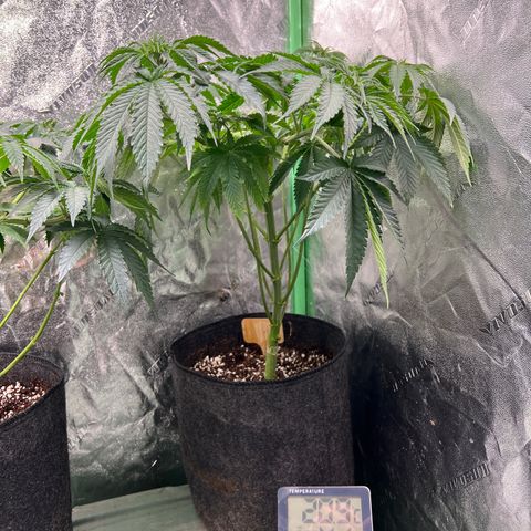 Lemon Breeze growlog timeline photo
