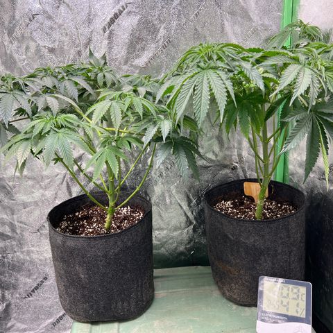 Lemon Breeze growlog timeline photo