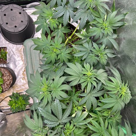 Lemon Breeze growlog timeline photo