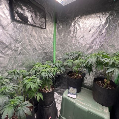 Lemon Breeze growlog timeline photo