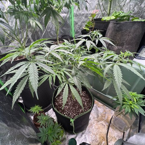 Pete growlog timeline photo