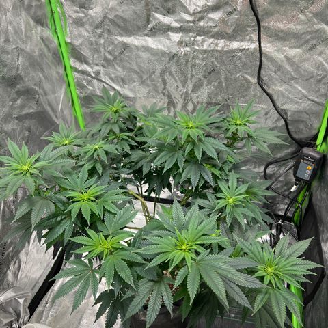 Lucy AKA Dinkinesh AKA AL 288-1 growlog timeline photo
