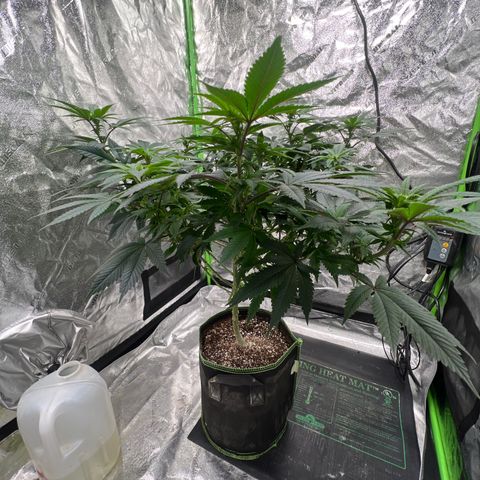 Lucy AKA Dinkinesh AKA AL 288-1 growlog timeline photo