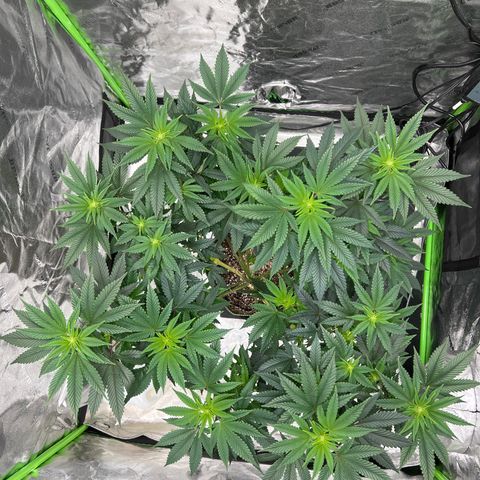 Lucy AKA Dinkinesh AKA AL 288-1 growlog timeline photo