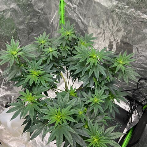 Lucy AKA Dinkinesh AKA AL 288-1 growlog timeline photo