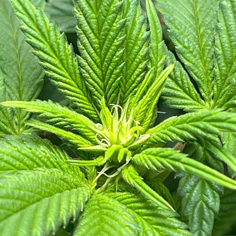 Lucy AKA Dinkinesh AKA AL 288-1 growlog timeline photo