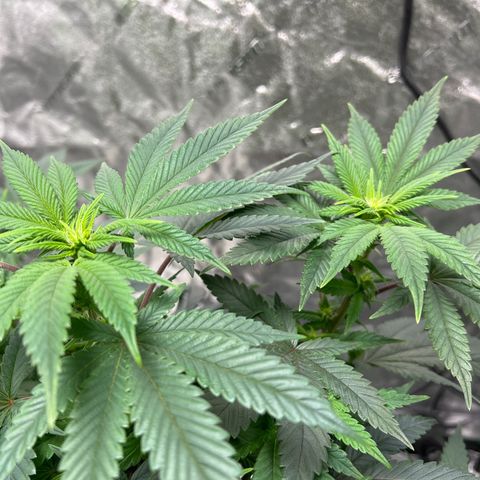 Lucy AKA Dinkinesh AKA AL 288-1 growlog timeline photo