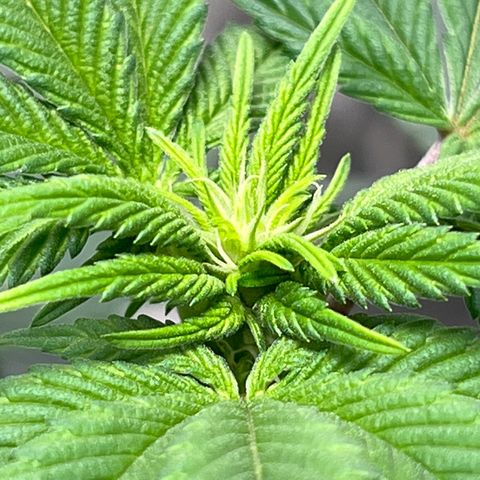 Lucy AKA Dinkinesh AKA AL 288-1 growlog timeline photo