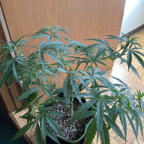 Pete growlog timeline photo