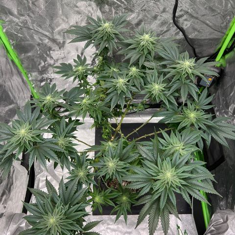 Lucy AKA Dinkinesh AKA AL 288-1 growlog timeline photo