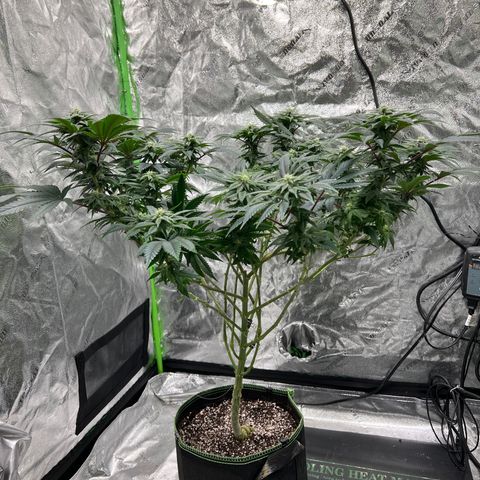 Lucy AKA Dinkinesh AKA AL 288-1 growlog timeline photo