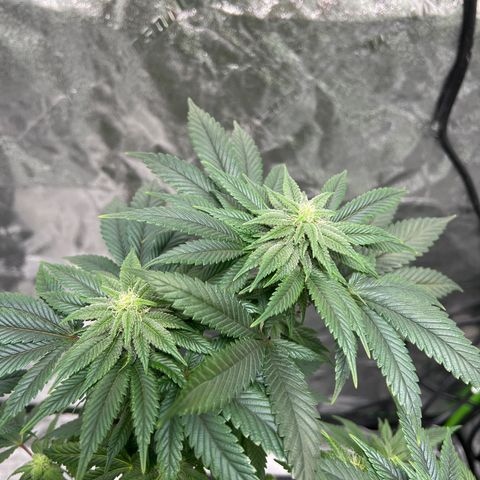 Lucy AKA Dinkinesh AKA AL 288-1 growlog timeline photo