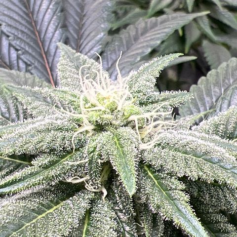 Lucy AKA Dinkinesh AKA AL 288-1 growlog timeline photo