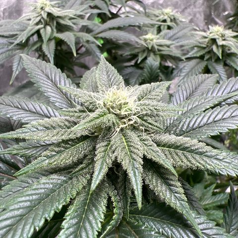Lucy AKA Dinkinesh AKA AL 288-1 growlog timeline photo