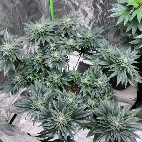 Lucy AKA Dinkinesh AKA AL 288-1 growlog timeline photo