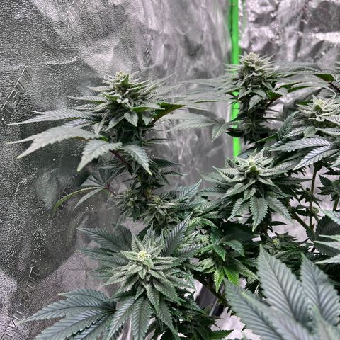 Lucy AKA Dinkinesh AKA AL 288-1 growlog timeline photo