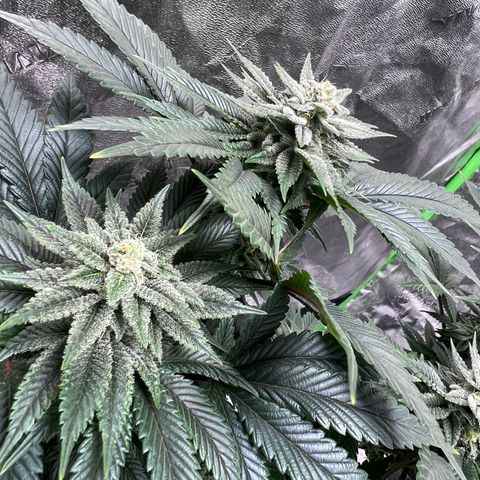 Lucy AKA Dinkinesh AKA AL 288-1 growlog timeline photo