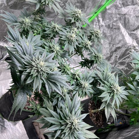 Lucy AKA Dinkinesh AKA AL 288-1 growlog timeline photo