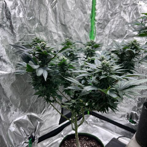 Lucy AKA Dinkinesh AKA AL 288-1 growlog timeline photo
