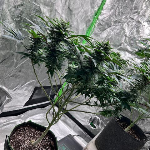 Lucy AKA Dinkinesh AKA AL 288-1 growlog timeline photo