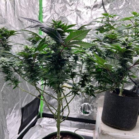 Lucy AKA Dinkinesh AKA AL 288-1 growlog timeline photo
