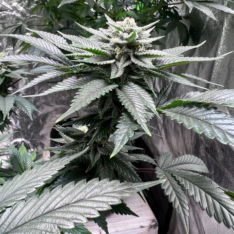 Lucy AKA Dinkinesh AKA AL 288-1 growlog timeline photo