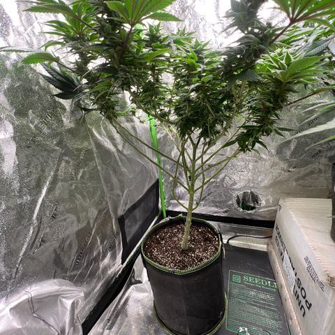 Lucy AKA Dinkinesh AKA AL 288-1 growlog timeline photo