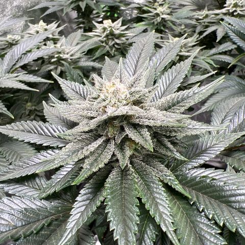 Lucy AKA Dinkinesh AKA AL 288-1 growlog timeline photo