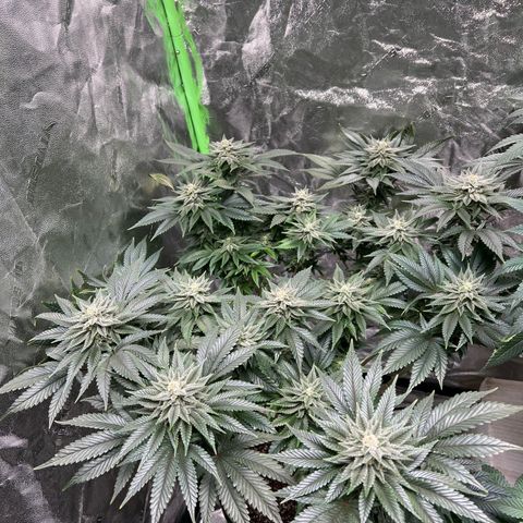 Lucy AKA Dinkinesh AKA AL 288-1 growlog timeline photo
