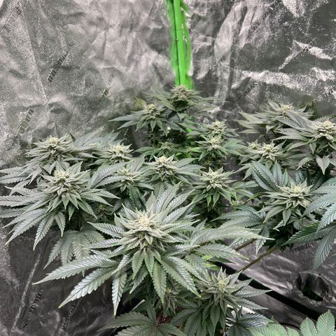 Lucy AKA Dinkinesh AKA AL 288-1 growlog timeline photo