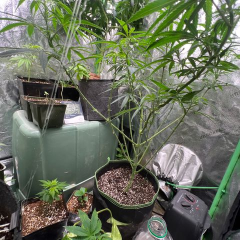 Pete growlog timeline photo
