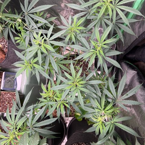 Pete growlog timeline photo