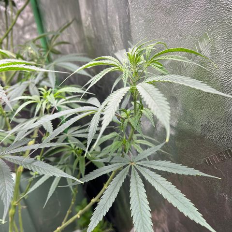 Pete growlog timeline photo