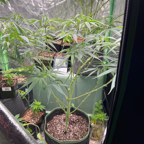 Pete growlog timeline photo