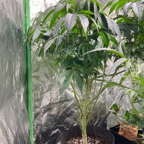 Lemon Breeze growlog timeline photo