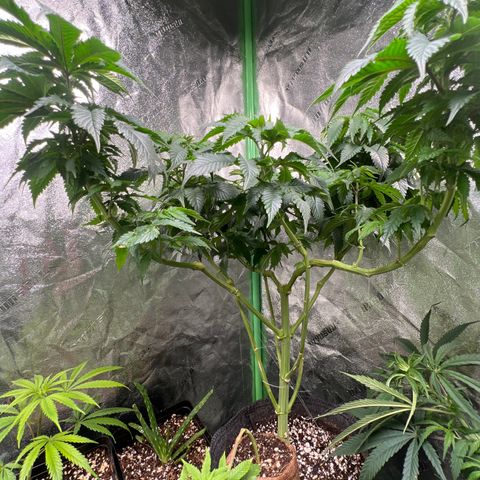 Lemon Breeze growlog timeline photo