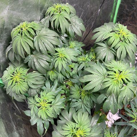 Lemon Breeze growlog timeline photo