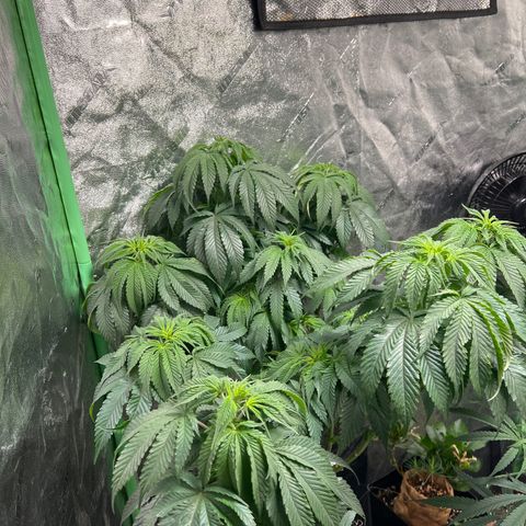 Lemon Breeze growlog timeline photo