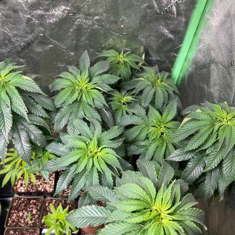 Lemon Breeze growlog timeline photo
