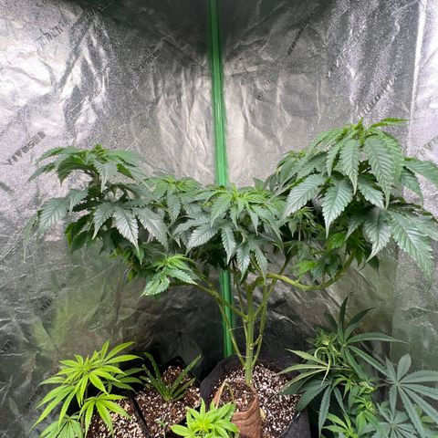 Lemon Breeze growlog timeline photo