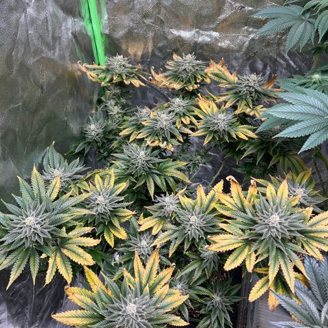Lucy AKA Dinkinesh AKA AL 288-1 growlog photo: Leaves are turning yellow 