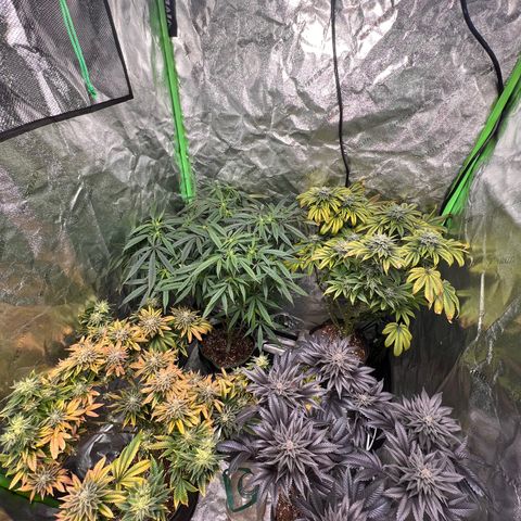 Lucy AKA Dinkinesh AKA AL 288-1 growlog timeline photo