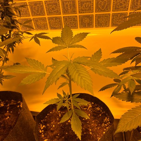 Triton Biscotto Lime 🍁 growlog timeline photo