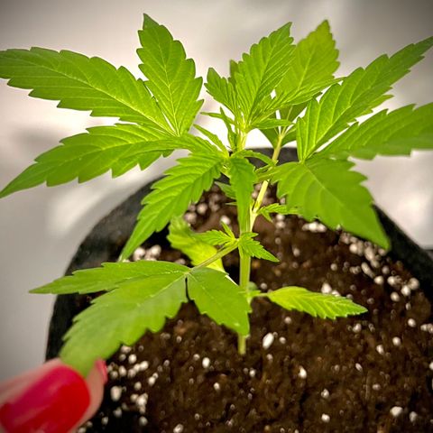 Triton Biscotto Lime 🍁 growlog timeline photo
