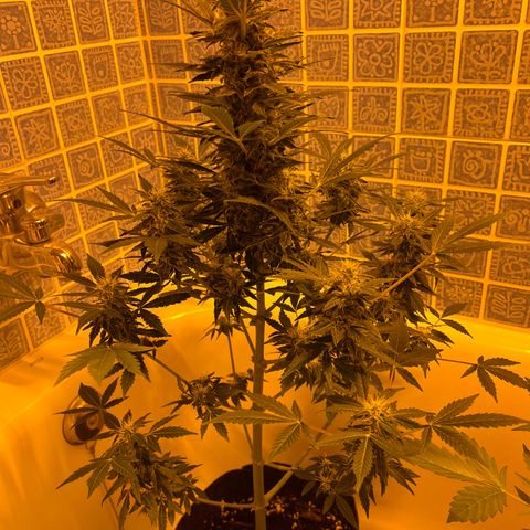 Gorila growlog timeline photo