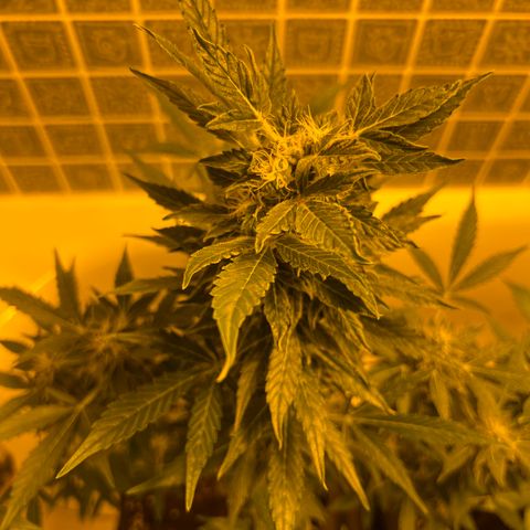 Gorila growlog timeline photo