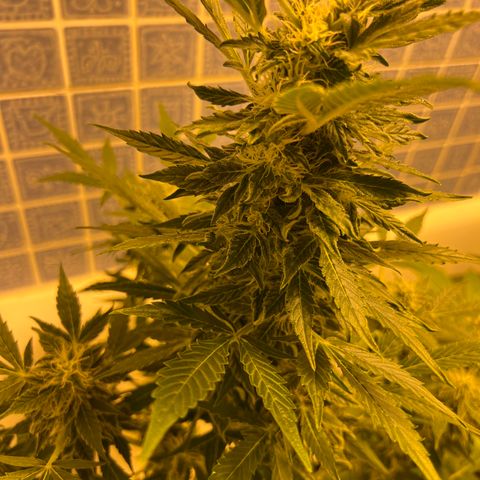 Gorila growlog timeline photo