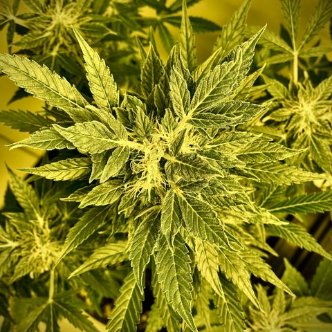 Gorila growlog timeline photo