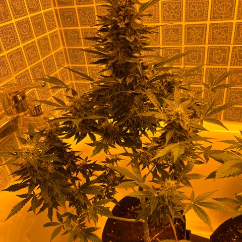 Gorila growlog timeline photo