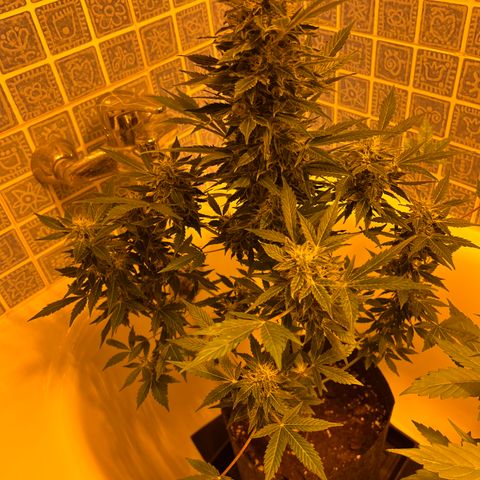 Gorila growlog timeline photo